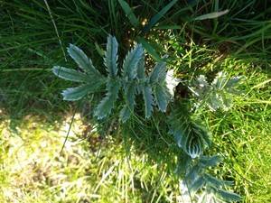 photo of Silverweed