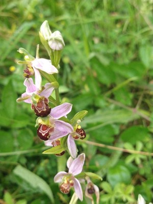 photo of Bee Orchid