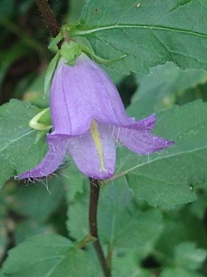 photo of Nettle Leaved Bellflower