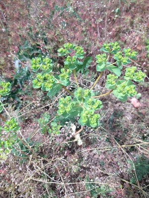 photo of Sun Spurge