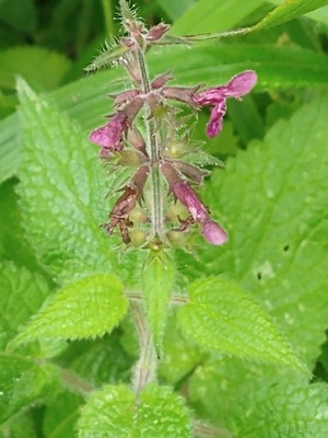 photo of Hedge Woundwort