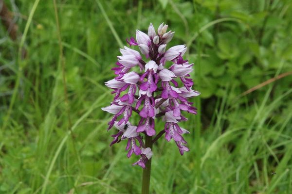 photo of Military Orchid