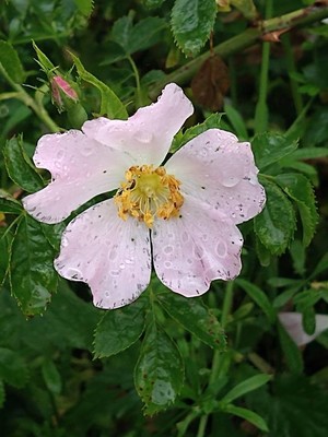 photo of Common Dog Rose