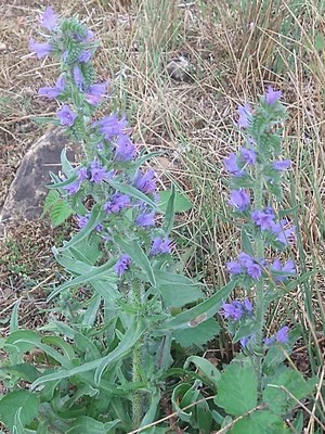 photo of Vipers Bugloss
