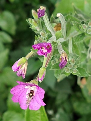 photo of Great Willowherb