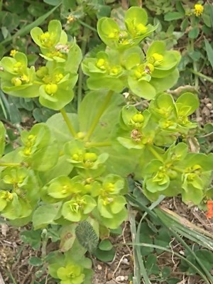 photo of Sun Spurge