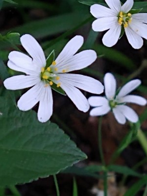 photo of Greater Stitchwort