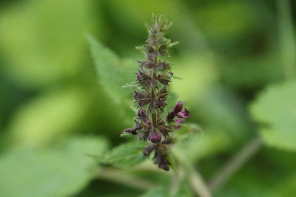 photo of Hedge Woundwort