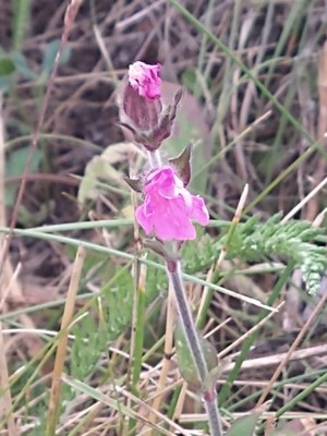 photo of Red Campion