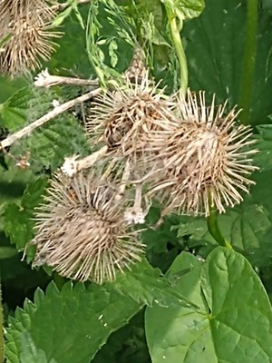 photo of Lesser Burdock