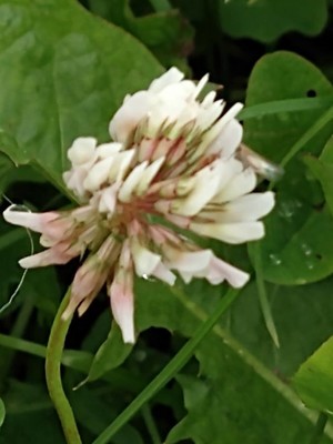 photo of White Clover