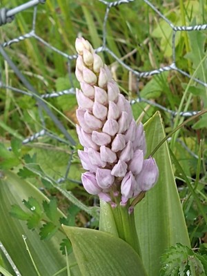 photo of Military Orchid