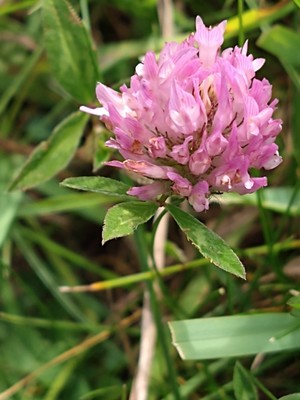 photo of Red Clover