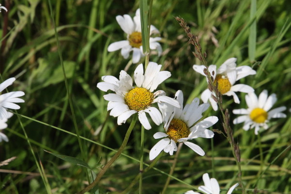 photo of Oxeye Daisy