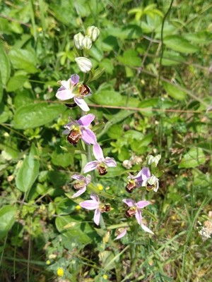photo of Bee Orchid