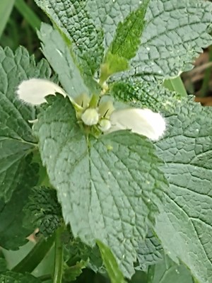 photo of White Dead Nettle