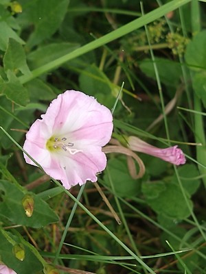 photo of Field Bindweed