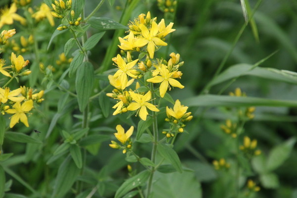 photo of Hairy St John's Wort