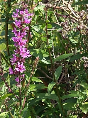 photo of Purple Loosestrife