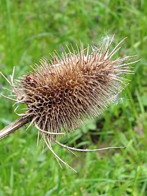 photo of Teasel