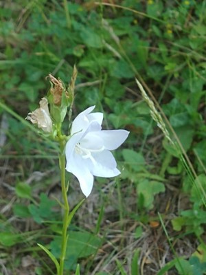 photo of Peach Leaved Bellflower