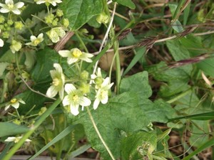 photo of White Bryony
