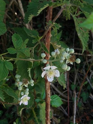 photo of Elm Leaved Bramble
