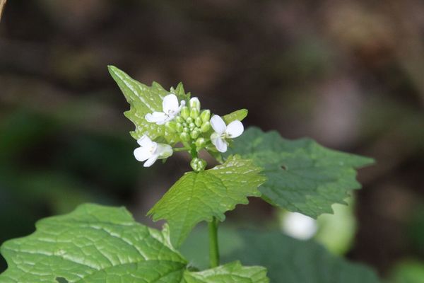 photo of Garlic Mustard