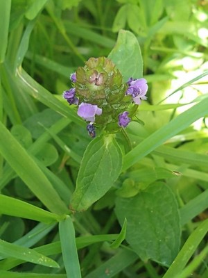 photo of Selfheal