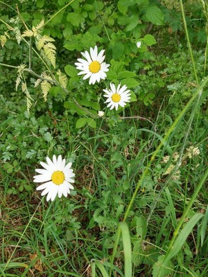 photo of Oxeye Daisy