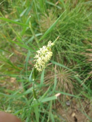 photo of Cock's Foot Grass