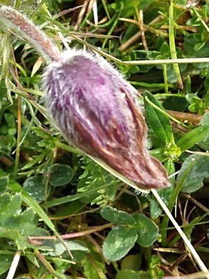 photo of Pasqueflower