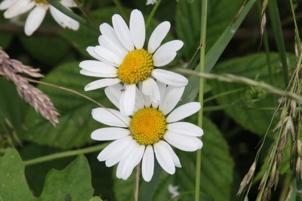 photo of Oxeye Daisy