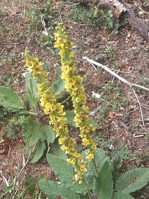 photo of Dark Mullein