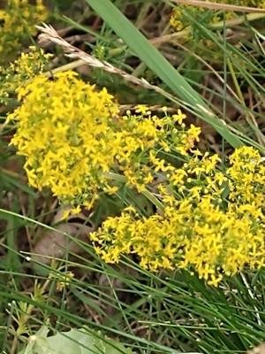 photo of Lady's Bedstraw