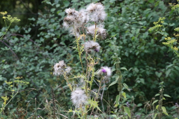 photo of Spear Thistle