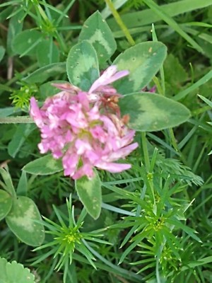 photo of Red Clover