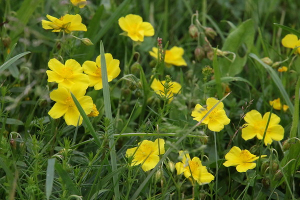 photo of Common Rockrose