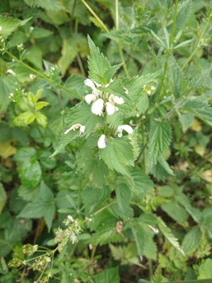 photo of White Dead Nettle