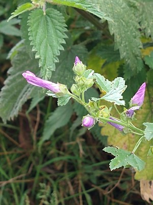 photo of Common Mallow