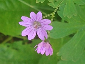 photo of Dove's Foot Crane's Bill