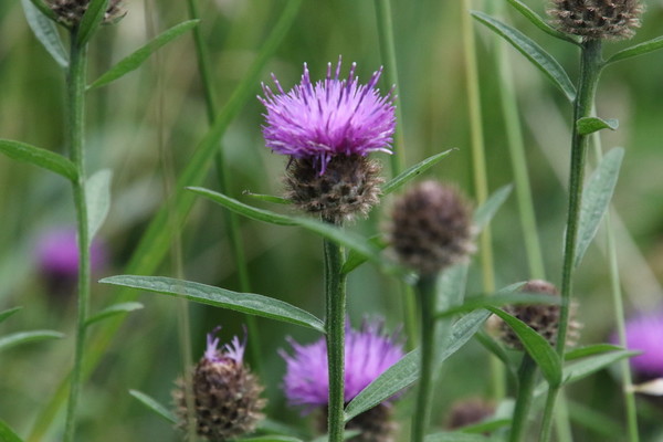 photo of Common Knapweed