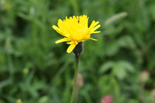 photo of Rough Hawkbit