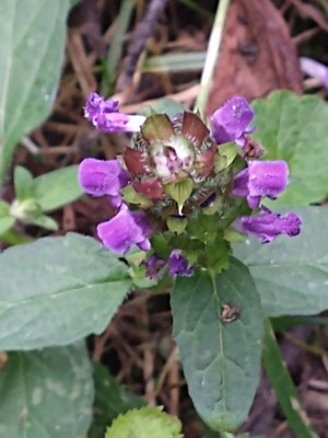photo of Selfheal