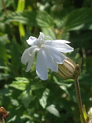 photo of White Campion