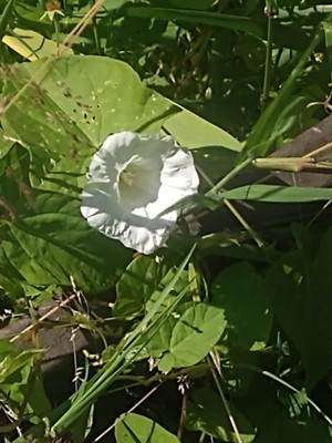 photo of Hedge Bindweed