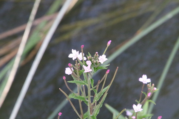 photo of American Willowherb