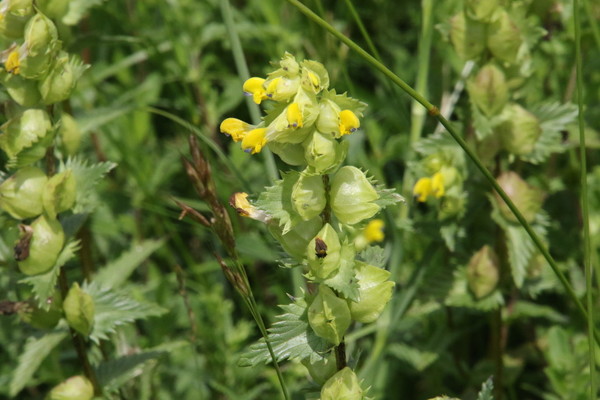 photo of Yellow Rattle