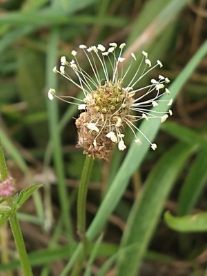 photo of Ribwort Plantain