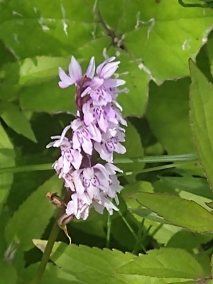 photo of Common Spotted Orchid
